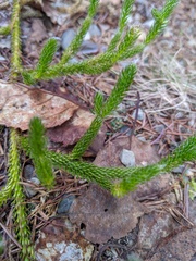 Lycopodium lagopus