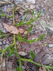 Lycopodium lagopus
