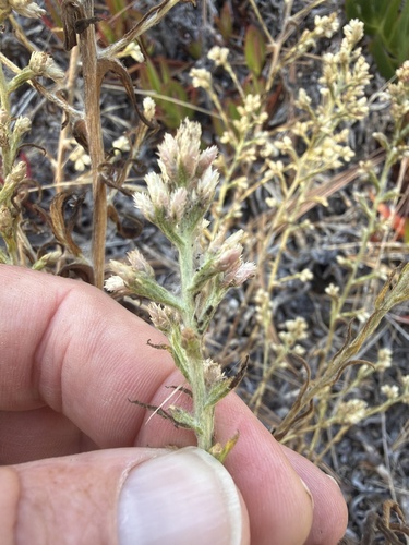 Pseudognaphalium ramosissimum observed 2026-09-14