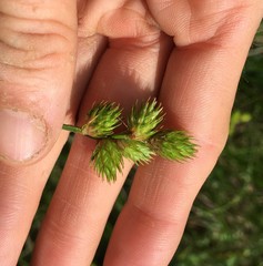 Carex molestiformis