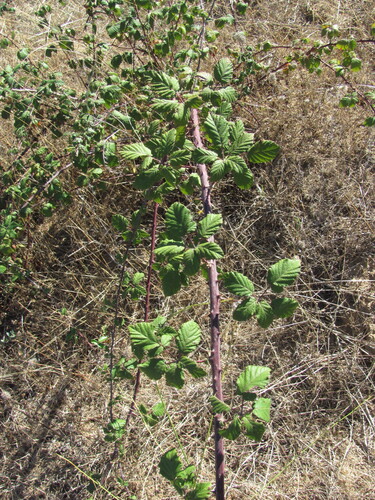 Rubus ulmifolius