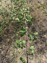 Rubus ulmifolius