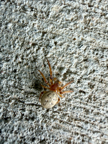 Furrow Orbweaver