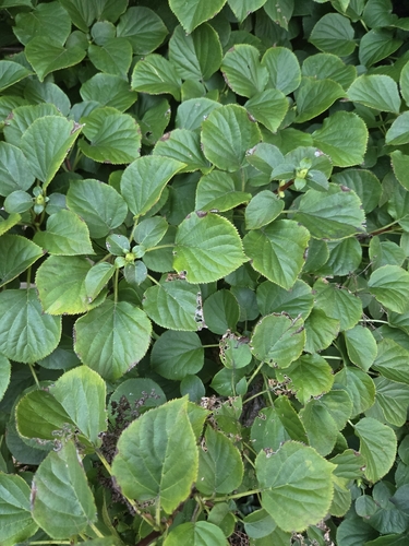 Hydrangea petiolaris observed 2026-09-14