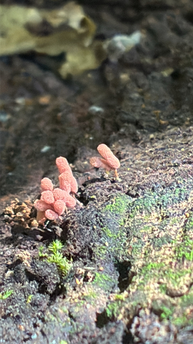 carnival candy slime mold