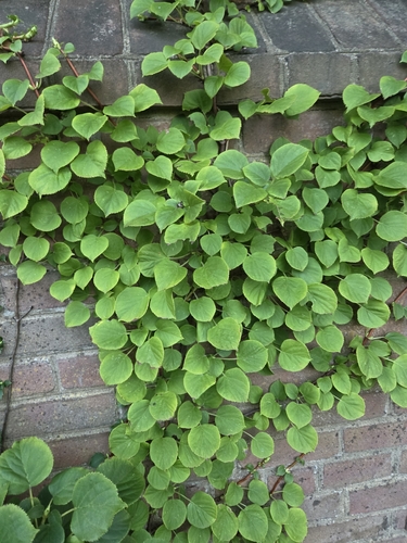 Hydrangea petiolaris observed 2026-09-14