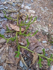Lycopodium lagopus