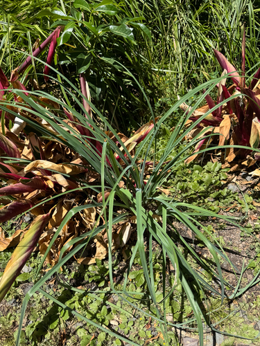 Cyperus javanicus observed 2026-09-14