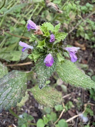 Black horehound