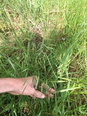 Carex molestiformis