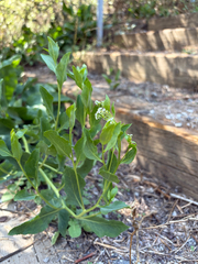 Lepidium latifolium, photograph (c) Sarah Dillion, some rights reserved (CC BY)