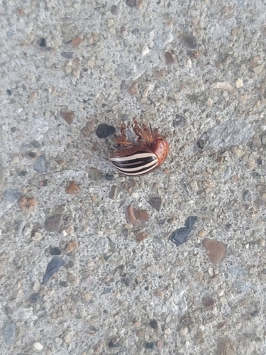False Potato Beetle