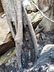 Quintinia sieberi