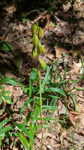 putty root