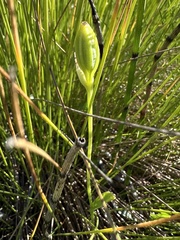 Pogonia ophioglossoides