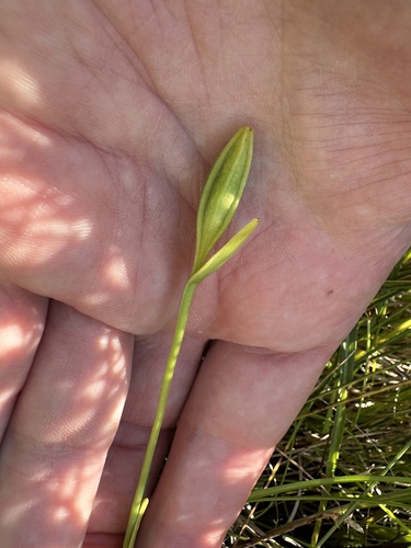 Pogonia ophioglossoides, photograph 2