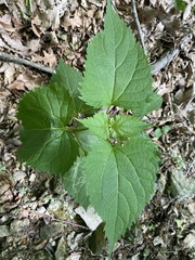Ageratina altissima altissima