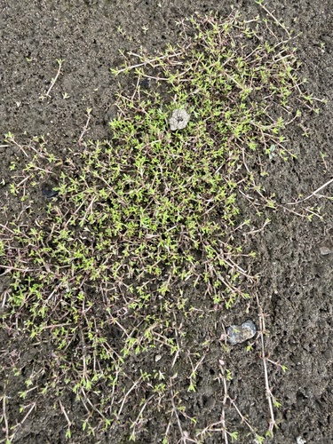 New Zealand pygmyweed
