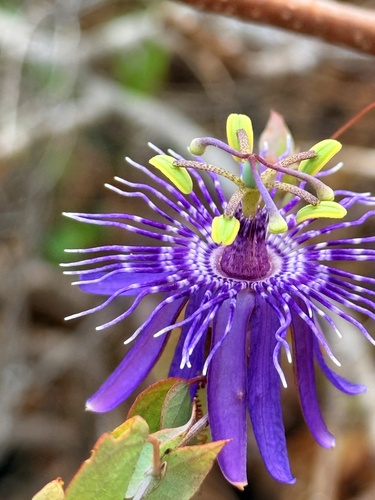 Passiflora subrotunda