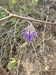 Passiflora subrotunda, photograph author not stated, no rights reserved