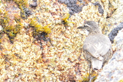 Cinclodes nigrofumosus