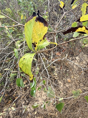 Passiflora subrotunda, photograph 3