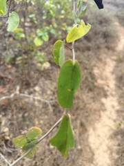 Passiflora subrotunda, photograph author not stated, no rights reserved