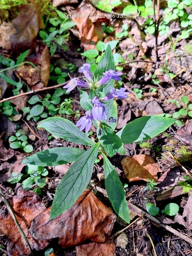 great blue lobelia