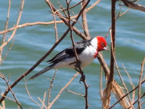 Red-cowled Cardinal