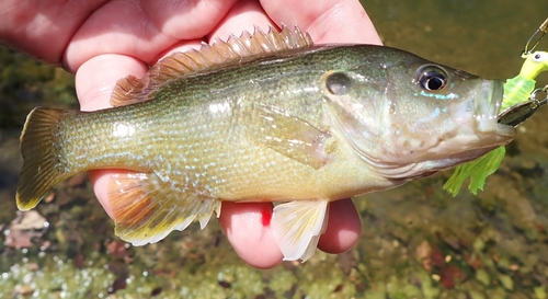 Green Sunfish