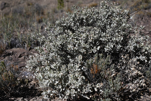 Atriplex confertifolia