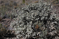 Atriplex confertifolia