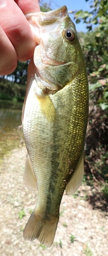 Largemouth Bass
