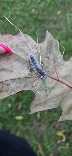Walnut Caterpillar Moth