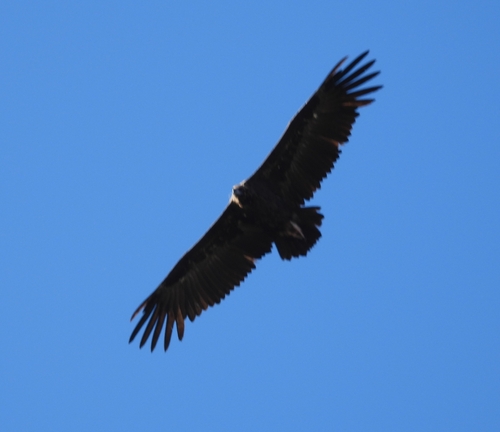Cinereous Vulture