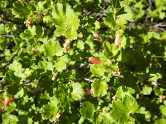 Ribes pinetorum
