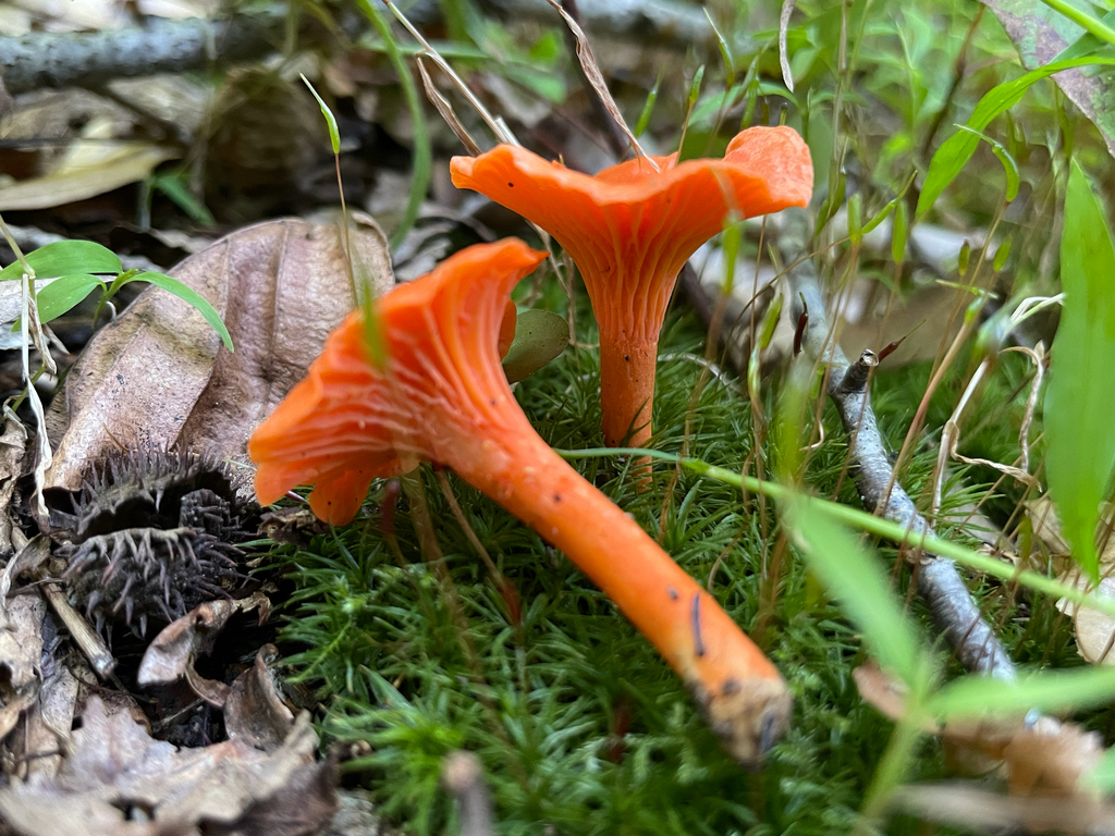 Red Chanterelle · September 2026 · photo: Photo: no rights reserved · iNaturalist