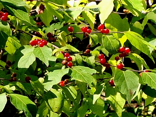 Amur honeysuckle