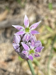 Allium keeverae