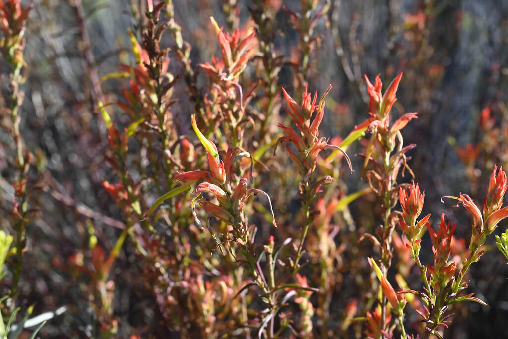 Castilleja linariifolia; photograph (c) Anders Hastings, some rights reserved (CC BY)