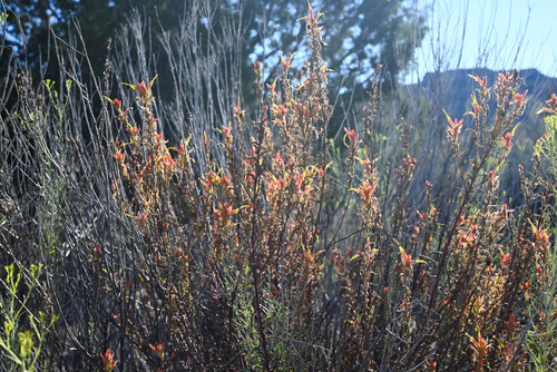 Castilleja linariifolia, photograph 2
