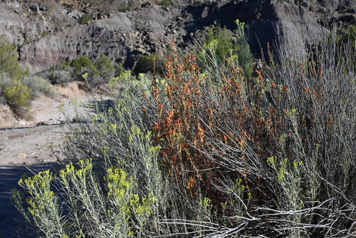 Castilleja linariifolia, photograph 3