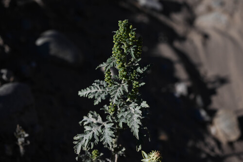 Ambrosia acanthicarpa, photograph 6