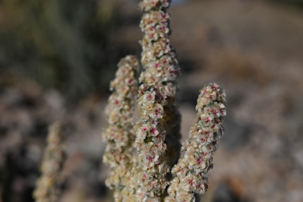 Halogeton glomeratus; photograph (c) Anders Hastings, some rights reserved (CC BY)