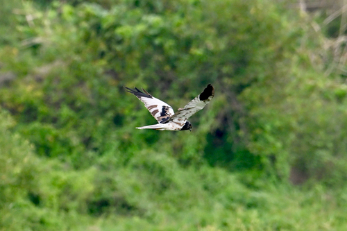 Pied Harrier