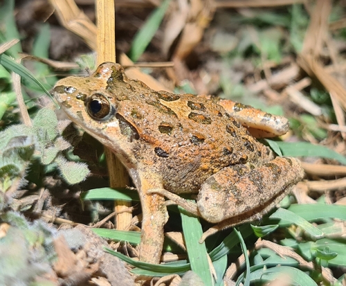 Mediterranean Painted Frog