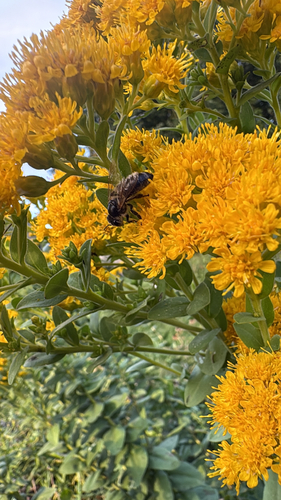 Western Honey Bee