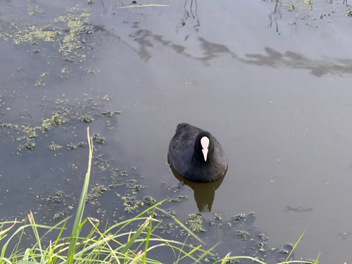 Eurasian Coot