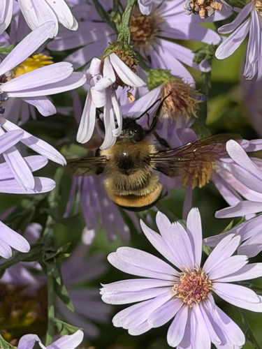 Rusty-patched Bumble Bee