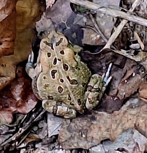 Fowler's Toad